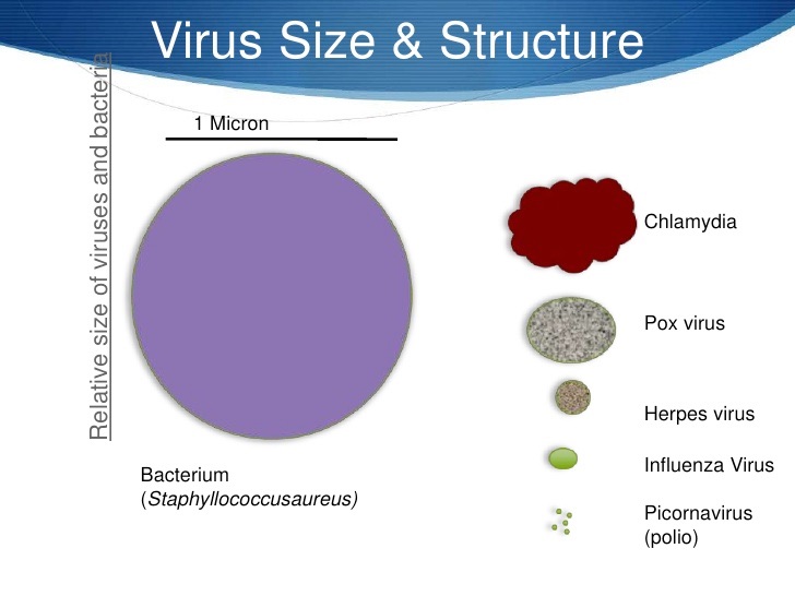 Viruses are tiny compared to bacteria. Image:[marneechua](https://www.slideshare.net/marneechua/marine-virus-presentation)